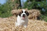 SAINT BERNARD 061